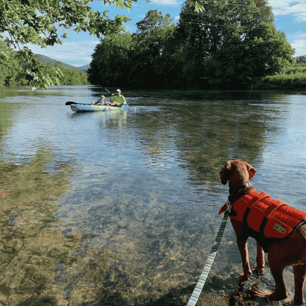 Willow, a brown dog wearing a red life jacket, watching Marcy Holbert’s husband and son kayaking on the Shenandoah River near Elkton, Virginia.