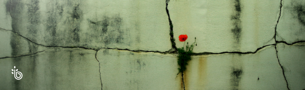 A single red poppy growing through a crack in a weathered concrete wall, symbolizing resilience, perseverance, and growth despite adversity.