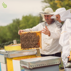 Two beekeepers inspecting a honeybee hive together, illustrating the value of guidance, collaboration, and long-term stewardship in building financial resilience.