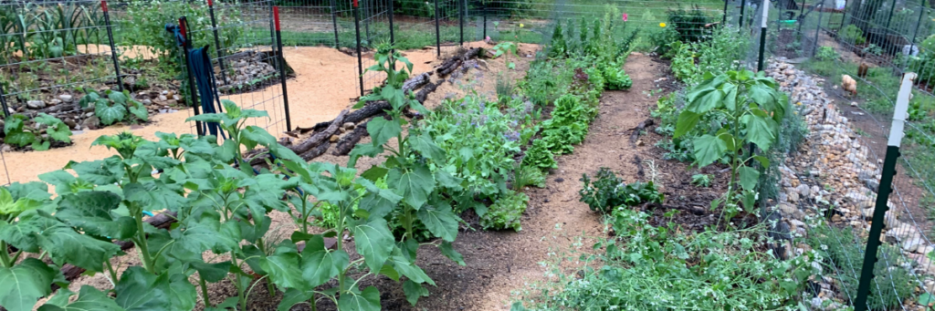 Rows of vegetables, sunflowers, and leafy greens growing in a fenced home garden with mulched pathways and plant supports.