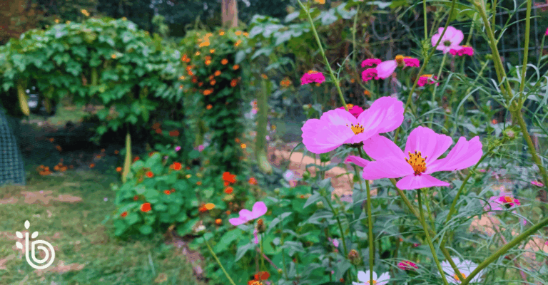 Pink cosmos flowers blooming in the foreground of a lush vegetable garden, with greenery and orange flowers in the background.