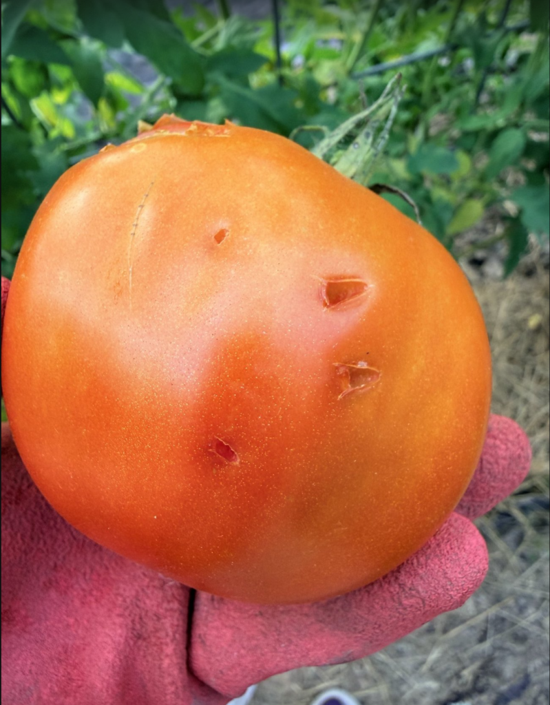 Ripe orange-red tomato with several small bite marks from squirrels, held in a gardener’s gloved hand.